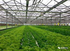 蔬菜无人种植工厂来了 从种植到采收全程自动化，农民会失业吗？