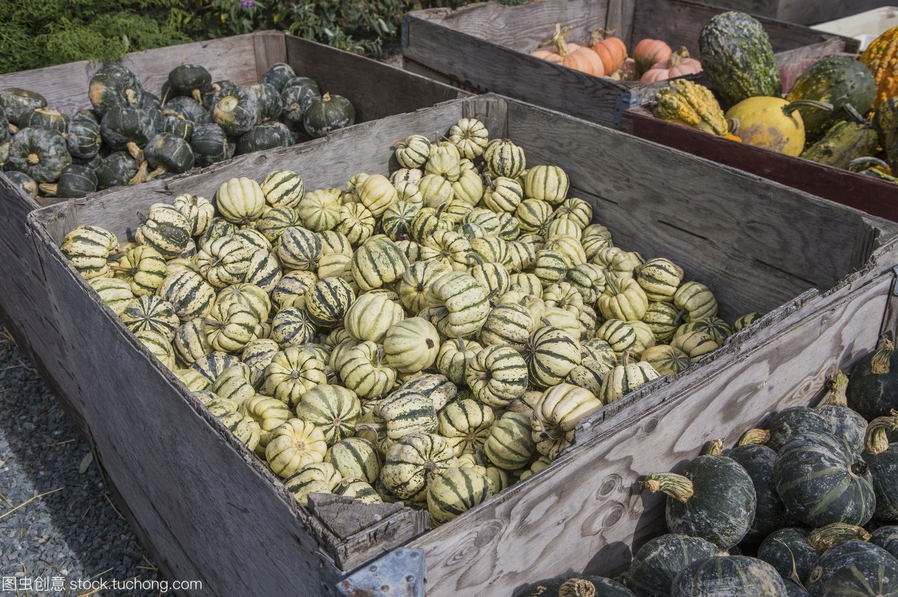 西雅图南瓜市集 秋日田园的色彩庆典